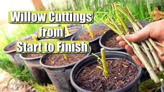 Complete Guide on Propagating and Growing Willow Tree Cuttings START TO FINISH!