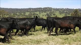 Mann Pastoral Unjoined Wattletop Blood Angus Heifers