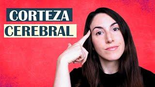 Qué es la corteza cerebral - El Diccionario del Cerebro