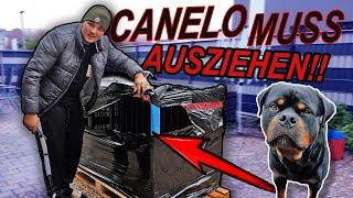 Canelo muss ausziehen!  (es tut mir leid)