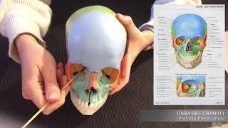 VIDEOCORSO OSSA DEL CRANIO  ANATOMIA UMANA I