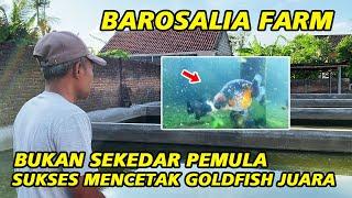 Luar Biasa ‼ Bukan Sekedar Pemula, Sukses Mencetak Ikan Juara - Barosalia Farm