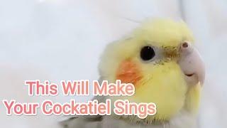 YouTube Traditional Happy Cockatiel Singing Dancing Nonstop 