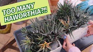 Dealing with overgrown Haworthia | Planting #Haworthia