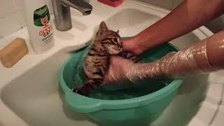 Первое купание котенка: избавляемся от блох. First bathing of a kitten. Getting rid of fleas