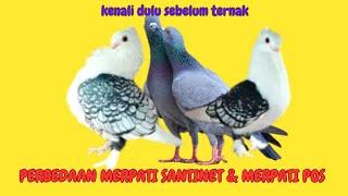 Perbedaan Merpati Santinet Turkiye dan Merpai Pos