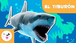 El tiburón  Animales para niños  Episodio 8