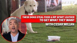 Kekacauan Anjing: Pencurian Makanan, Perusakan Perabotan & Lainnya! | Kilas Balik Dog Nation