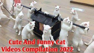 Cute And Funny Cat Videos Compilation 2022 || Animal Lover ||