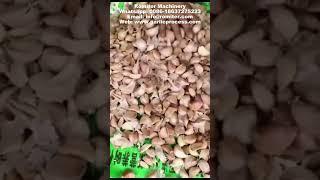 Mini Garlic Clove Splitting Machine