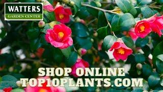 Shop shrubs Online Top10Plants.com