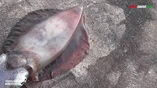 Mancing dapat cumi cumi gede di tanjung kelayang belitung