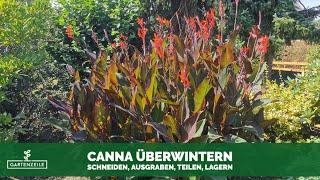 Canna überwintern | Indisches Blumenrohr schneiden, ausgraben, teilen und lagern - So geht´s!