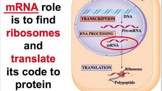 Molecular Biology & Genetics III: Transcription, Translations, and Mutation Intro