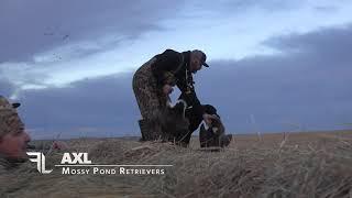 How Goose Hunting Should be in Nebraska