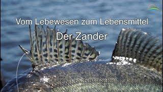 Der Zander - Vom Lebewesen zum Lebensmittel