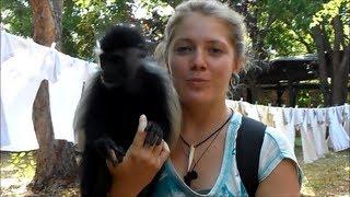 Volunteer with monkeys  - Colobus Carer - Coral