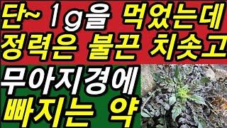 혹시나~해서,1g을,먹었는데,5분만에,정력이,불끈~치솟고,무아지경에,빠지는~약초                          냉이,냉이씨앗,제채자,薺菜子,@WellbeingTV