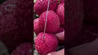 Beautiful summer, starting from lychee #lychee #lyckyee #frozenfruits #fruit