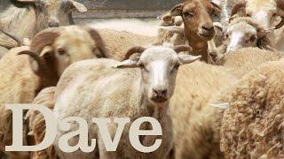 Herding Goats In The Outback | Deadliest Pests Down Under | Dave