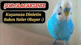 ŞOK OLACAKSINIZ! KUŞUNUZA DİNLETİN BAKIN NELER OLUYOR :) KONUŞAN MUHABBET KUŞU BONCUK 1 saat