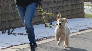 Golden Retriever Puppy Lillie: 12 weeks old obedience training