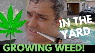 Growing Some Weed in my Front Yard!
