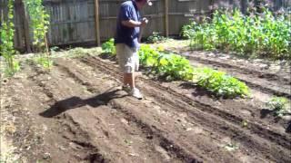 Vegetable Garden - Planting Purple Hull Peas