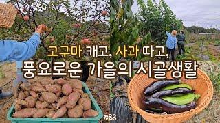 sub)harvesting sweet potatoes, apples, zucchini, mulberries, making juice with veggie, Korean dishes