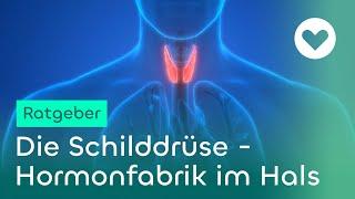 Die Schilddrüse - Hormonfabrik im Hals | Campus Gesundheit