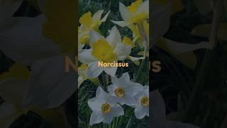 Discover the Complex Beauty of Narcissus #Narcissus #FloralNotes #Chypre