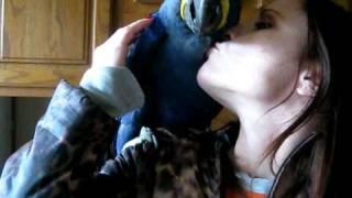 Hyacinth Macaw Love - Part 2