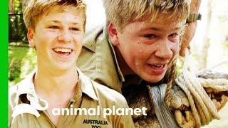 Robert Irwin Head-Jumps His Biggest Croc Ever! | Crikey! It's The Irwins