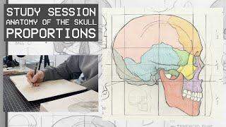 Drawing The Skull - Anatomy & Proportions (Study Session)