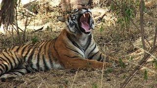 Tigers and Temples - India and Bhutan HD