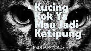 KETIPUNG KUCING | VLOG | BUDI MARYONO