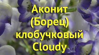 Аконит клобучковый Клауди. Краткий обзор, описание характеристик aconitum napellus cloudy