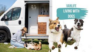 Vanlife with dogs - What you need to know