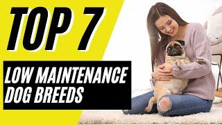 7 Low Maintenance Dogs For Busy Owners