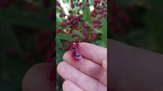 Getting seed out of cordyline berries