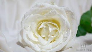 Beautiful Pictures Of White Roses|White Rose Wapllpaper|White Rose WP Status| White Rose DP|
