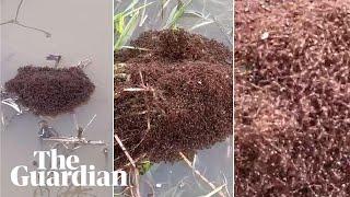 Fire ants seen rafting and in nests after ex-Tropical Cyclone Alfred