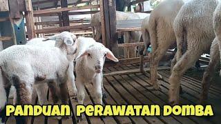 Panduan Lengkap Perawatan Domba Indukan Menyusui dan Cempe untuk Hasil Maksimal