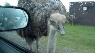 ostrich pecking