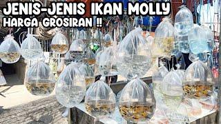 JENIS-JENIS IKAN MOLLY HARGA GROSIRAN‼️"BANG AGUS" PASAR IKAN HIAS PARUNG‼️