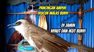 Trucukan paling gacor,dan ampuh untuk memancing emosi trucuk bahan dan malas bunyi