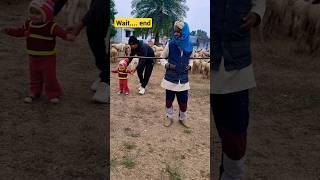 tere bina na guzaara #shorts #sheep #village #blogger #vlog #villagevlog