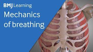 Basics of ventilation: Mechanics of breathing | BMJ Learning