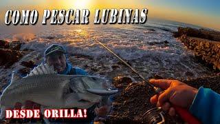 como pescar lubinas y sargos desde orilla con señuelos