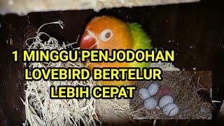 lovebird ber telur cuma satu minggu penjodohan ATM